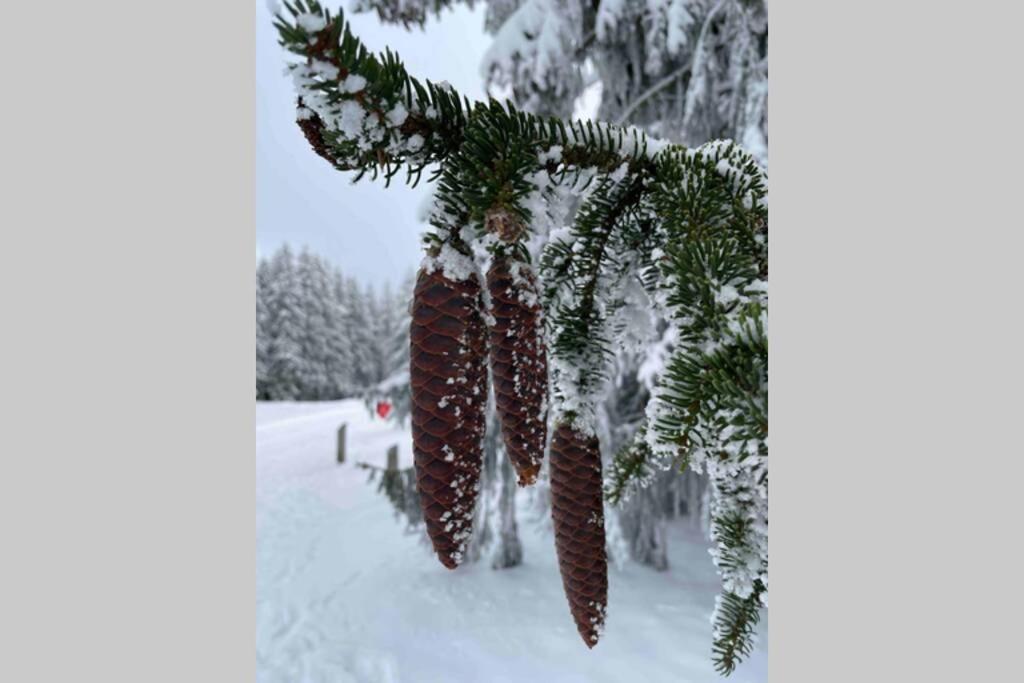 Zeit Fuer Dich Am Bergelchen, Winterberg Διαμέρισμα Εξωτερικό φωτογραφία